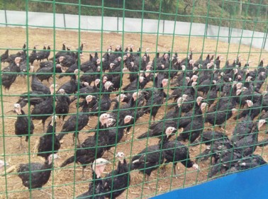 養雞鐵絲網